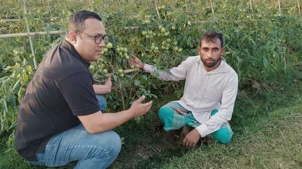 হাইব্রিড জাতের টমোটো চাষে লাভবান কৃষক আবু তাহের