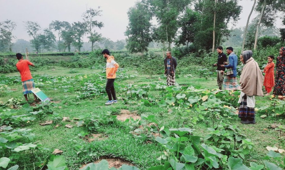 জুড়ীতে রাতের আঁধারে কৃষকের ফসল লন্ডভন্ড করেছে দুর্বৃত্তরা