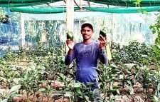 শ্রীমঙ্গলে প্রথমবারের মতো ‘ক্যাপসিকাম’ চাষে ব্যাপক সফলতা