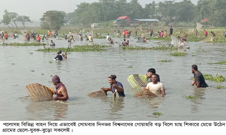 বিশ্বনাথের বড় বিলে দিনভর পলো বাওয়া উৎসব অনুষ্ঠিত