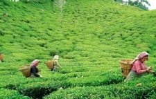 দেশে রেকর্ড ১০ কোটি ২৯ লাখ কেজি চা উৎপাদন