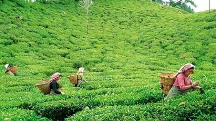 দেশে রেকর্ড ১০ কোটি ২৯ লাখ কেজি চা উৎপাদন