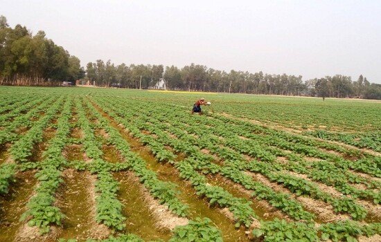 তীব্র শীতে ক্ষতিগ্রস্ত বোরো ধানের বীজতলা
