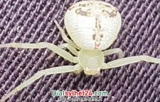 বিরল প্রজাতির মাকড়সার দেখা মিলল মৌলভীবাজারে!