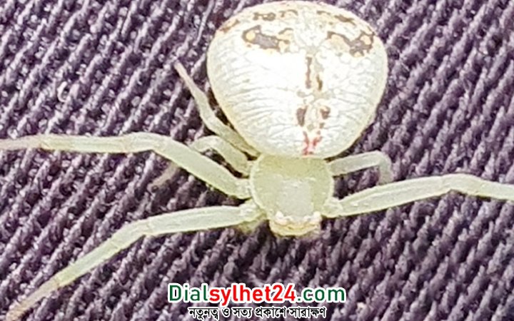 বিরল প্রজাতির মাকড়সার দেখা মিলল মৌলভীবাজারে!