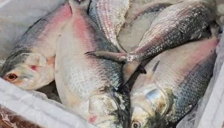 প্রথম চালানে  ১২ মেট্রিক টন ইলিশ| পাঠালো  ভারতে বাংলাদেশ
