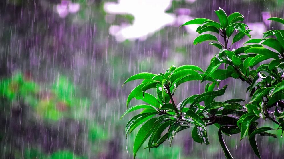 বৃষ্টির সময় যেসব দোয়া পড়তেন নবীজি