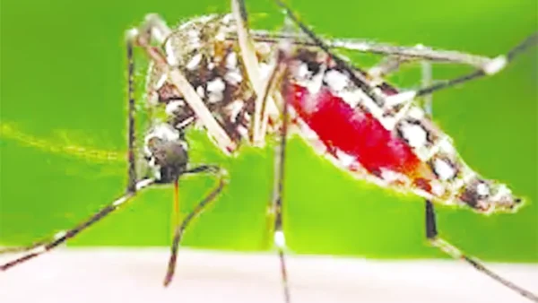 গত ২৪ ঘণ্টায় ডেঙ্গুতে আরও ৫ জন মারা গেছেন