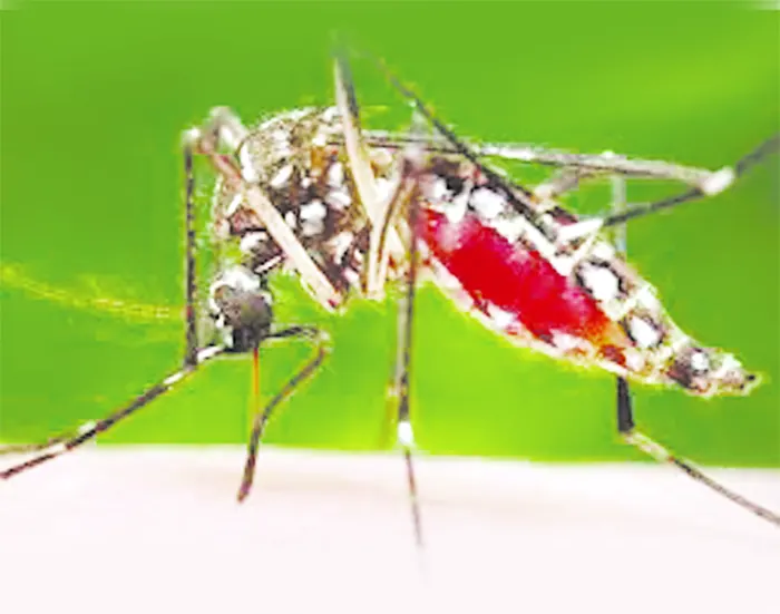 গত ২৪ ঘণ্টায় ডেঙ্গুতে আরও ৫ জন মারা গেছেন