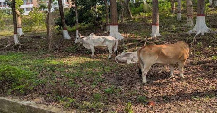 বিএনপি’র নেতার স্বজদের বাড়ি থেকে ডাকাতির ২০ গরু উদ্ধার