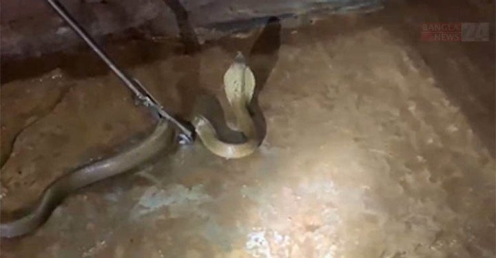 শ্রীমঙ্গলে ঘরে ঢুকে পড়ে বিলুপ্তপ্রায় প্রজাতির ‘পদ্মগোখরা’