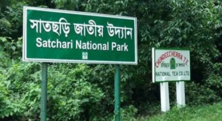 হবিগঞ্জের সাতছড়ি জাতীয় উদ্যানের সেগুন গাছ চুরি:ঘটনাস্থল পরিদর্শনে যুগ্ম সচিব (বন অধিশাখা) শামিমা বেগম