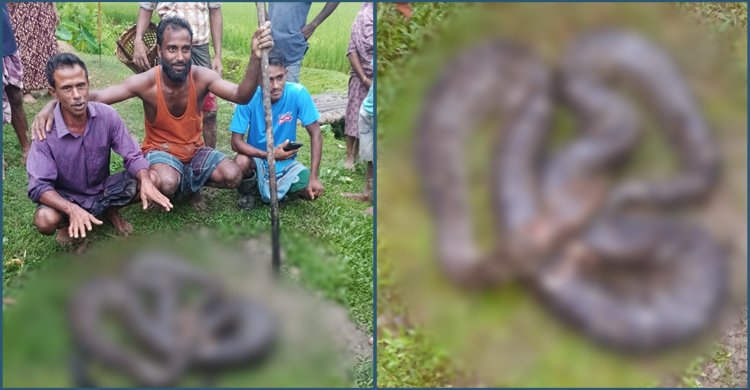 ১২ ফুট লম্বা অজগর পিটিয়ে হত্যা করলো গ্রামবাসী