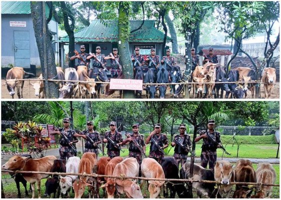 সুনামগঞ্জে সীমান্তে  ভারত থেকে আনা ৩২টি গরু জব্দ করেছে ২৮ ব্যাটালিয়ন বিজিবি