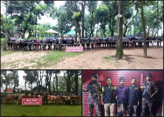 সীমান্তে অভিযানে বিজিবি’র উপর হামলা: ২ কোটি টাকার গরু ও মহিষ জব্দ