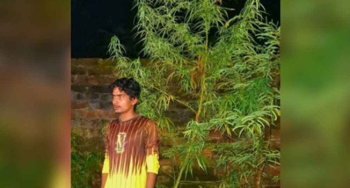 দিনাজপুরে ১২ ফুট উচ্চতার একটি গাঁজা গাছসহ এক তরুণ গ্রেফতার