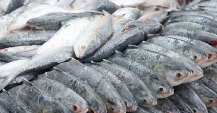 ইলিশের বড় চালান যাচ্ছে ভারতে :তবে তা গত বছরের তুলনায় অর্ধেকেরও কম