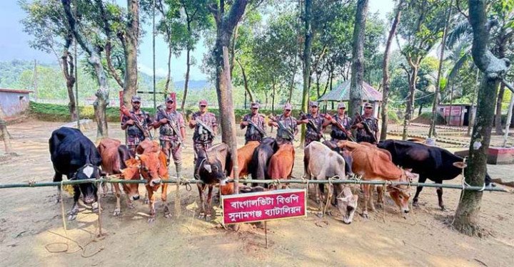 বিজিবির অভিযানে ১২টি ভারতীয় গরু আটক সুনামগঞ্জে