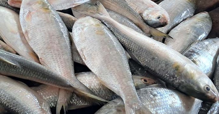 পদ্মা-মেঘনায় সব ধরনের মাছ ধরায় নিষেধাজ্ঞা শুরু হবে