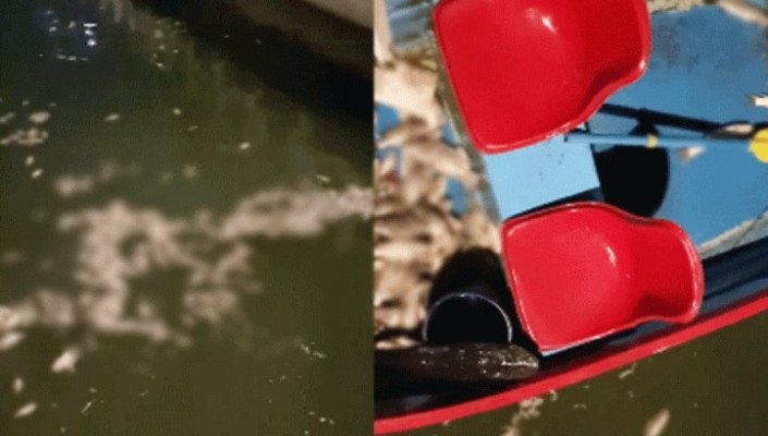 “ধোপাদিঘীতে ভেসে উঠেছে অসংখ্য মৃত মাছ ; বিষ  নাকি দুর্ঘটনা!”