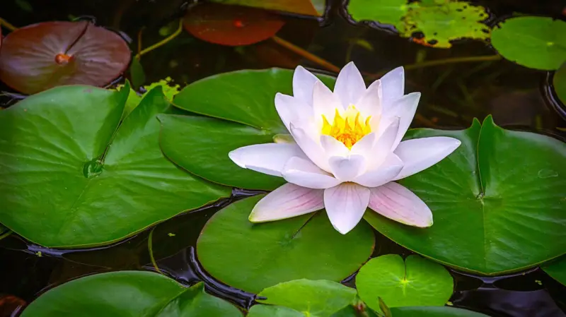 জাতীয় ফুল ‘শাপলা’ প্রতীক হিসেবে বরাদ্দ দেবে না ইসি