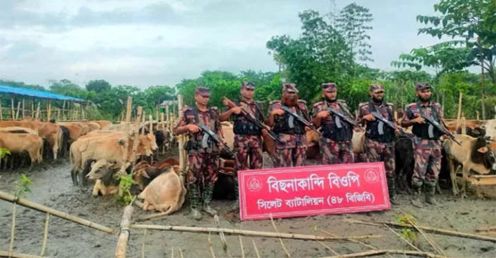 ইতিহাসের সবচেয়ে বড় গরু-মহিষের চোরাচালান আটক করেছে  ৪৮ বিজিবি