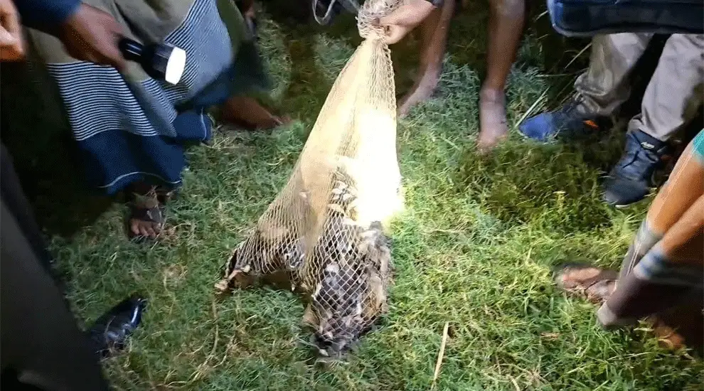 সুনামগঞ্জে শি কা রী দে র ফাঁ*দ থেকে ২০০ পাখি উদ্ধার